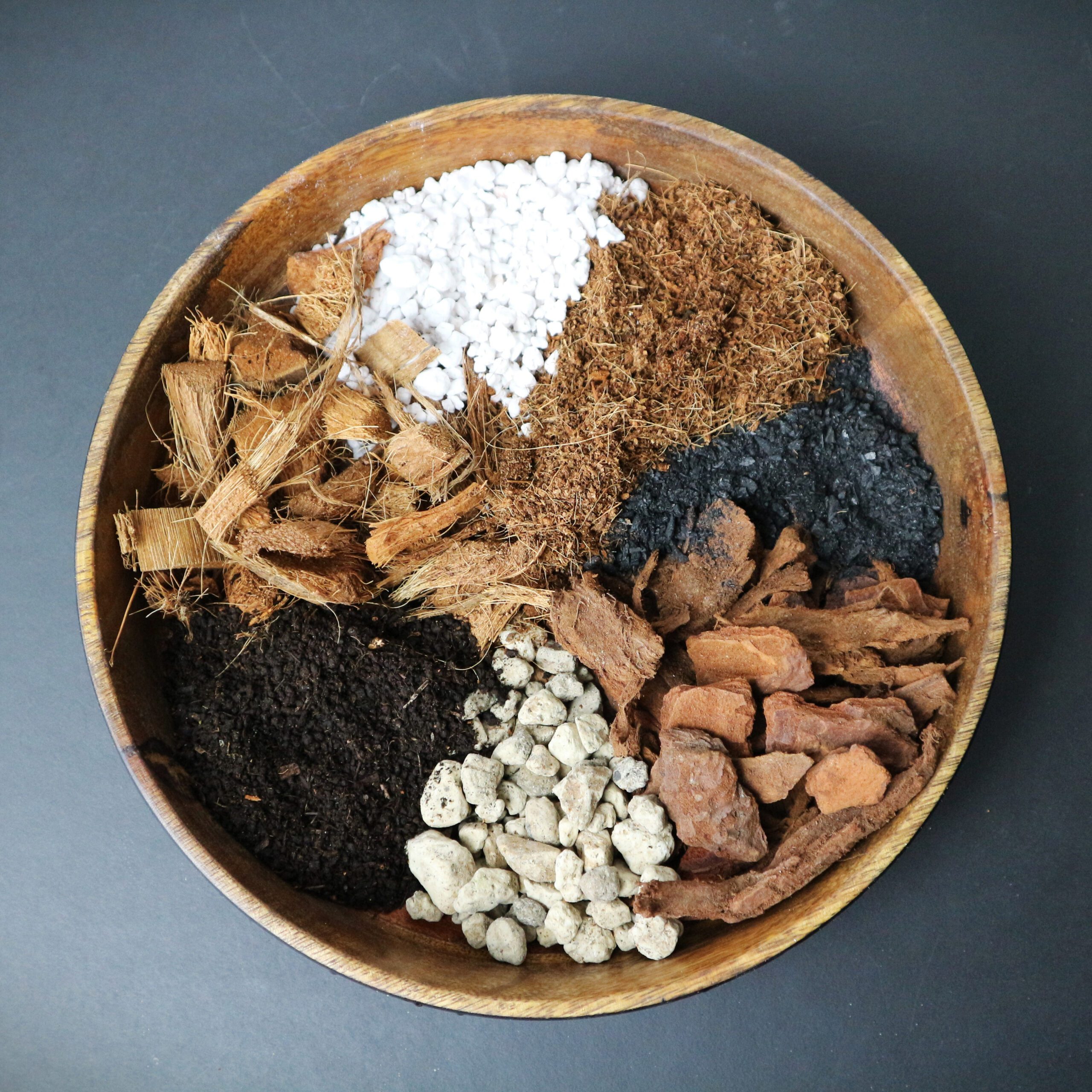 Calathea-Mix 5L – Bild 3