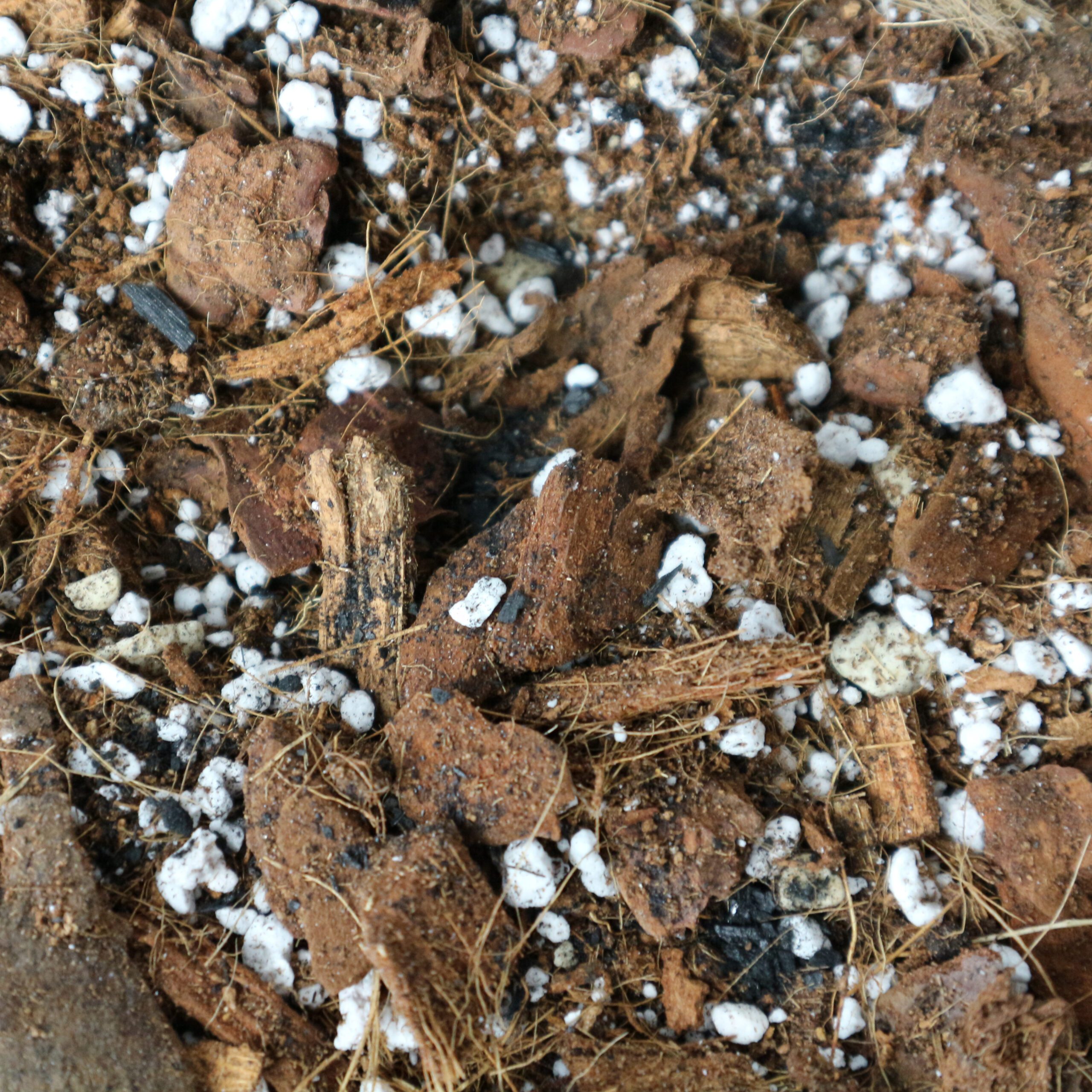 Calathea-Mix 5L – Bild 5