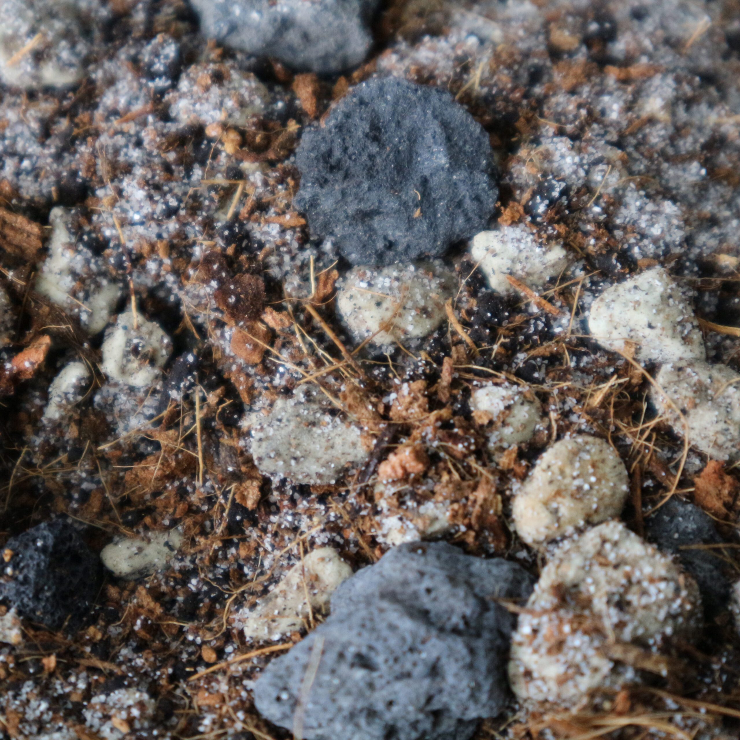 Kakteen-Mix 5L – Bild 5