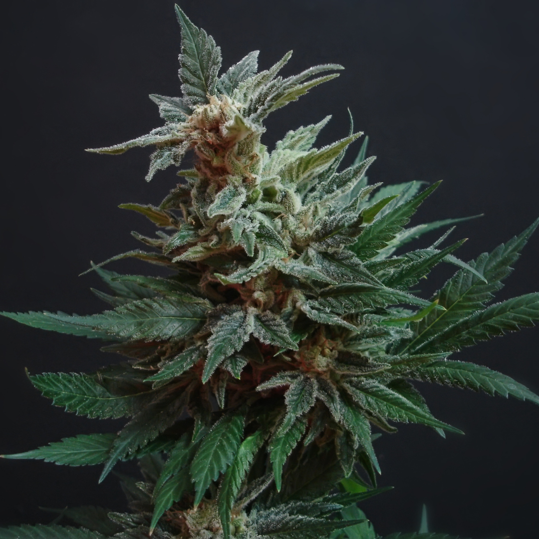 Grow-Mix 5L